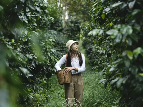 ປາກຊອງ / ພູພຽງບໍລະເວນ