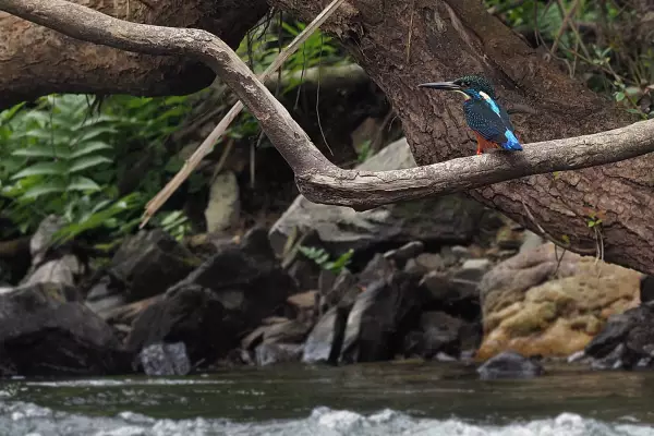 ทัวร์ส่องสัตว์ป่า 24 ชั่วโมงที่น้ำเนินซาฟารี