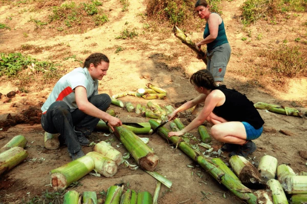 Wildlife Volunteering in Sayabouly: An Unforgettable Week of Eco Adventures with Elephants