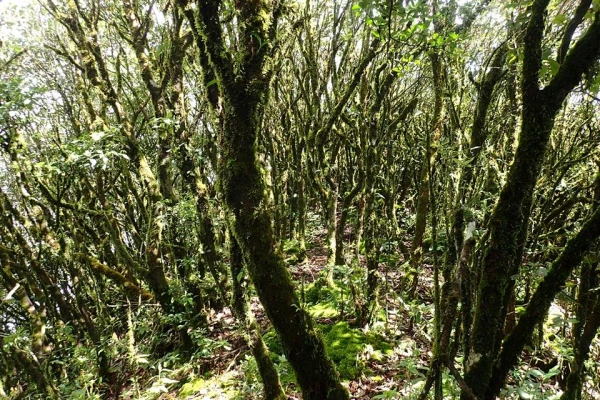 ຄວາມທ້າທາຍໃນປ່ານໍ້າໝອກ ( ບໍ່ລວມເຮືອນຮັງນົກ )