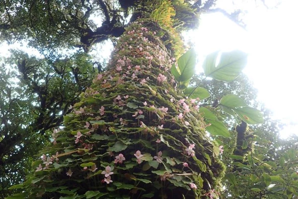 ຄວາມທ້າທາຍໃນປ່ານໍ້າໝອກ ( ບໍ່ລວມເຮືອນຮັງນົກ )