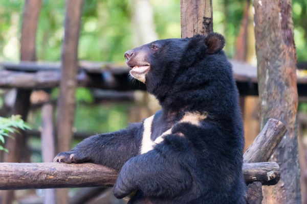 Asiatic Black Bear rescue center}