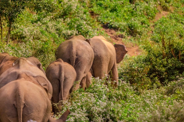 Wildlife Volunteering in Sayabouly: An Unforgettable Week of Eco Adventures with Elephants}