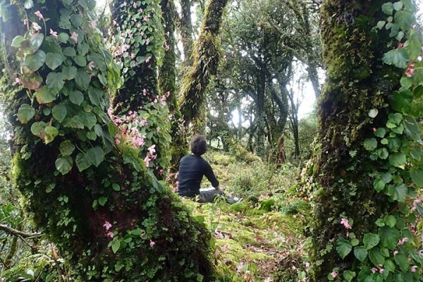 4天3夜“云雾森林挑战”徒步(无寄宿) 4天3夜“云雾森林挑战”徒步(无寄宿)