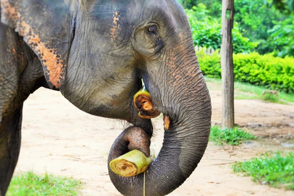 ประสบการณ์ควาญช้าง 2 วันพร้อมค้างคืน (Shangri Lao)