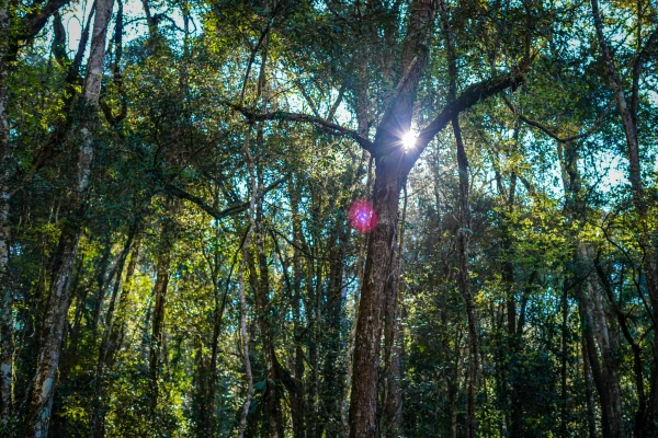 4天3夜“云雾森林挑战”徒步(无寄宿) 4天3夜“云雾森林挑战”徒步(无寄宿)