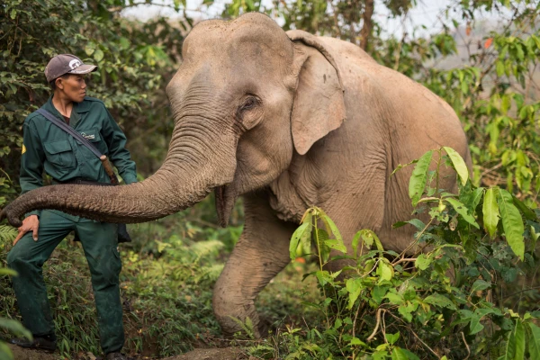 Wildlife Volunteering in Sayabouly: An Unforgettable Week of Eco Adventures with Elephants}