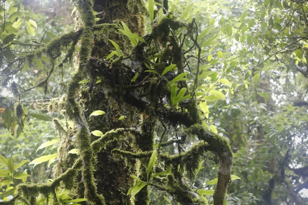 4 Days 3 Nights 'Cloud Forest Challenge' Trek (No Homestay)}