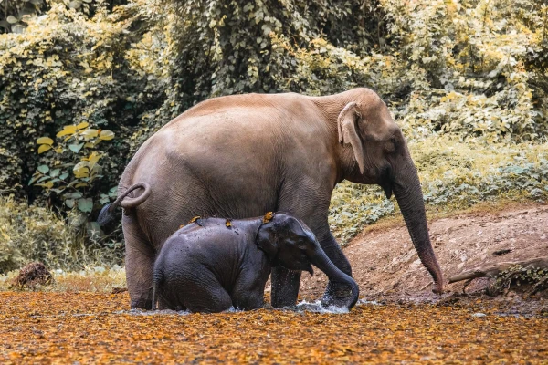 Wildlife Volunteering in Sayabouly: An Unforgettable Week of Eco Adventures with Elephants