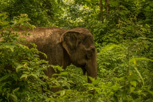 2 Day Mahout Experience with Overnight (Shangri Lao)}