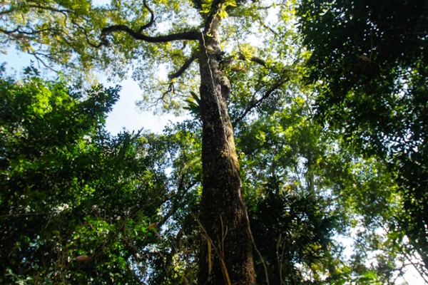 4天3夜“云雾森林挑战”徒步(无寄宿) 4天3夜“云雾森林挑战”徒步(无寄宿)