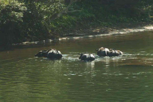 ປະສົບການໃນການສຳຫຼວດວັງວຽງ (1)