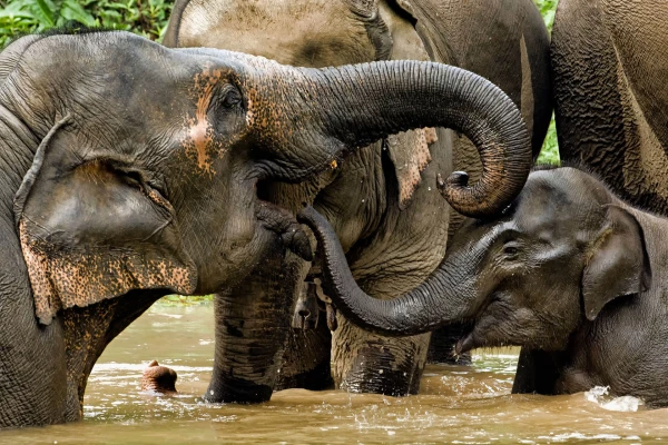 Experience Elephant Conservation Center in Sayabouly: A 2 Days - 1 Night Adventure