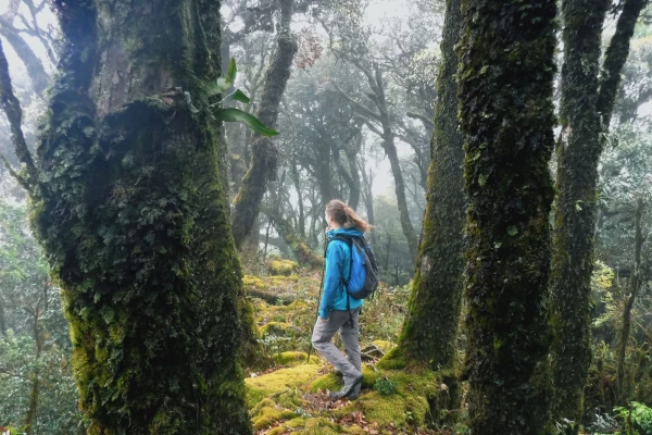 4 Days 3 Nights 'Cloud Forest Challenge' Trek (No Nests)}