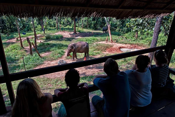 Discover Sayabouly's Elephant Sanctuary: A 3 Days - 2 Nights Wildlife Adventure}