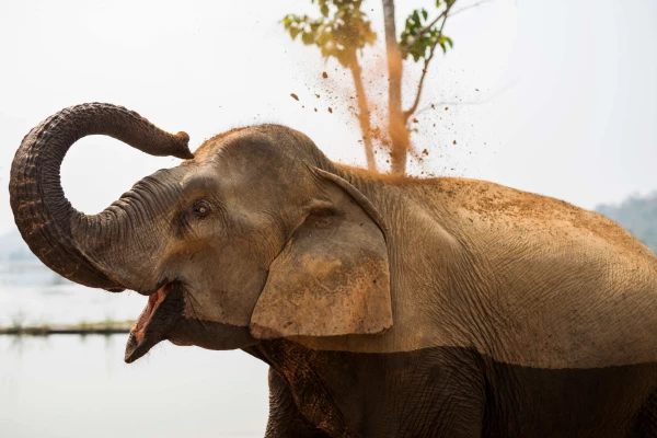 Experience Elephant Conservation Center in Sayabouly: A 2 Days - 1 Night Adventure}