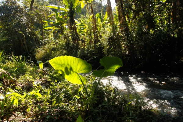 4天3夜“云雾森林挑战”徒步(无寄宿) 4天3夜“云雾森林挑战”徒步(无寄宿)