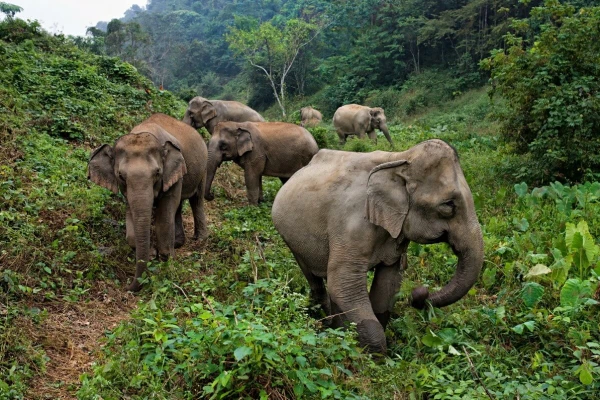 Discover Sayabouly's Elephant Sanctuary: A 3 Days - 2 Nights Wildlife Adventure}