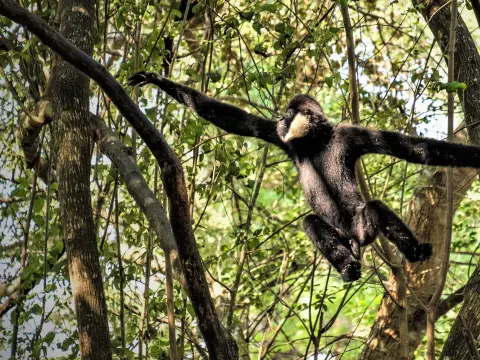 The Lao Conservation Trust for Wildlife