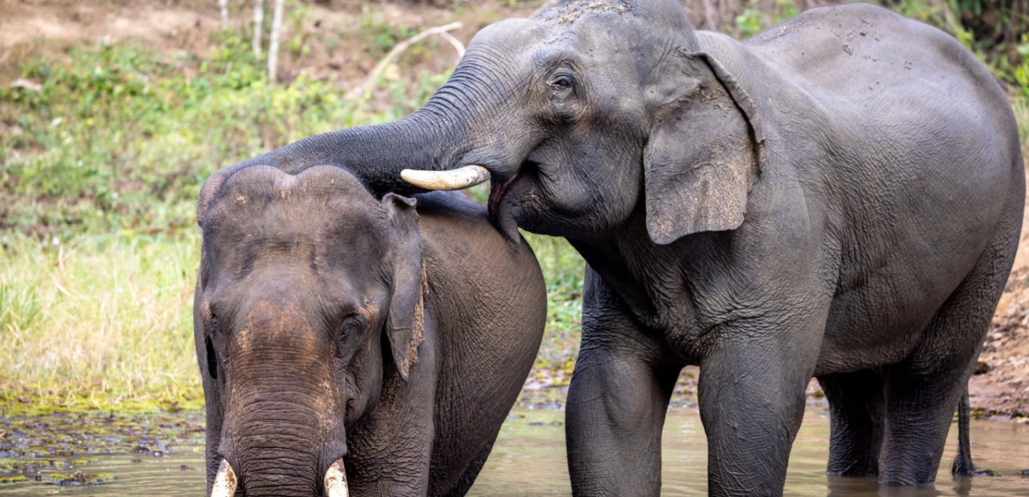 Exploring the Elephant Conservation Center in Xayabuli Province