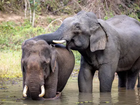 Exploring the Elephant Conservation Center in Xayabuli Province