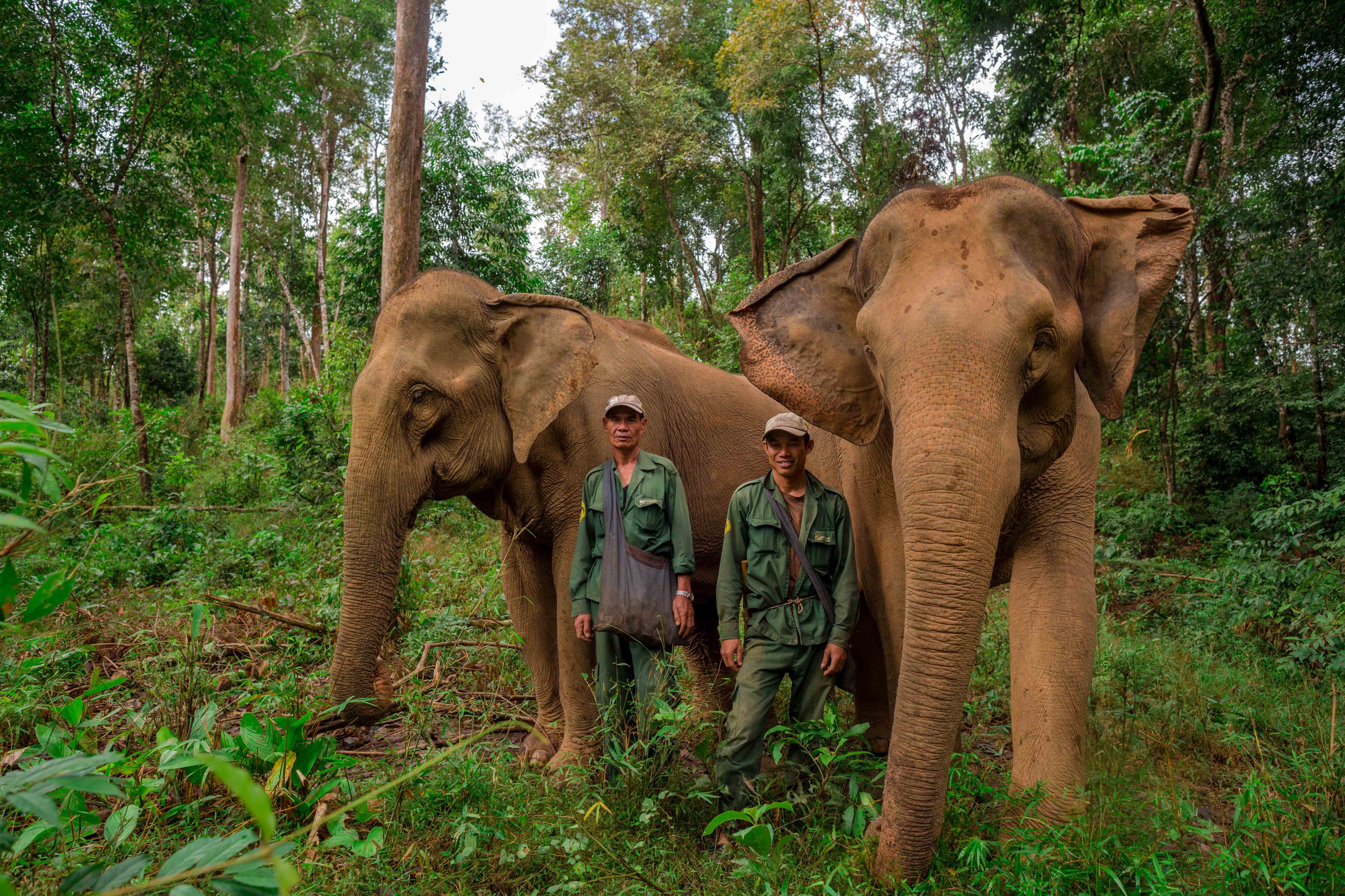 The Elephant Conservation Center