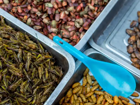 A bite on the wild side