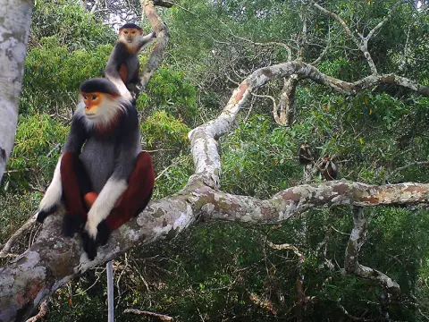 Wonders of the Annamite Mountains