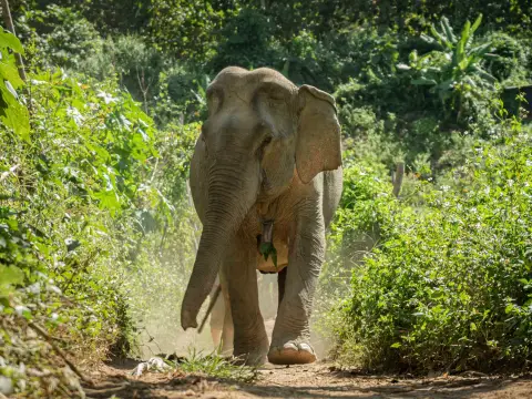 In the Footsteps of Giants