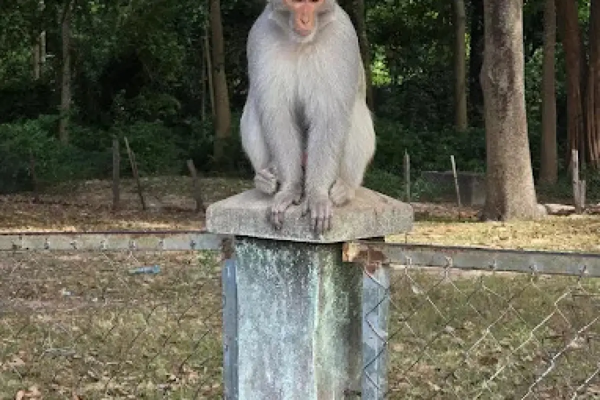 Monkey Forest