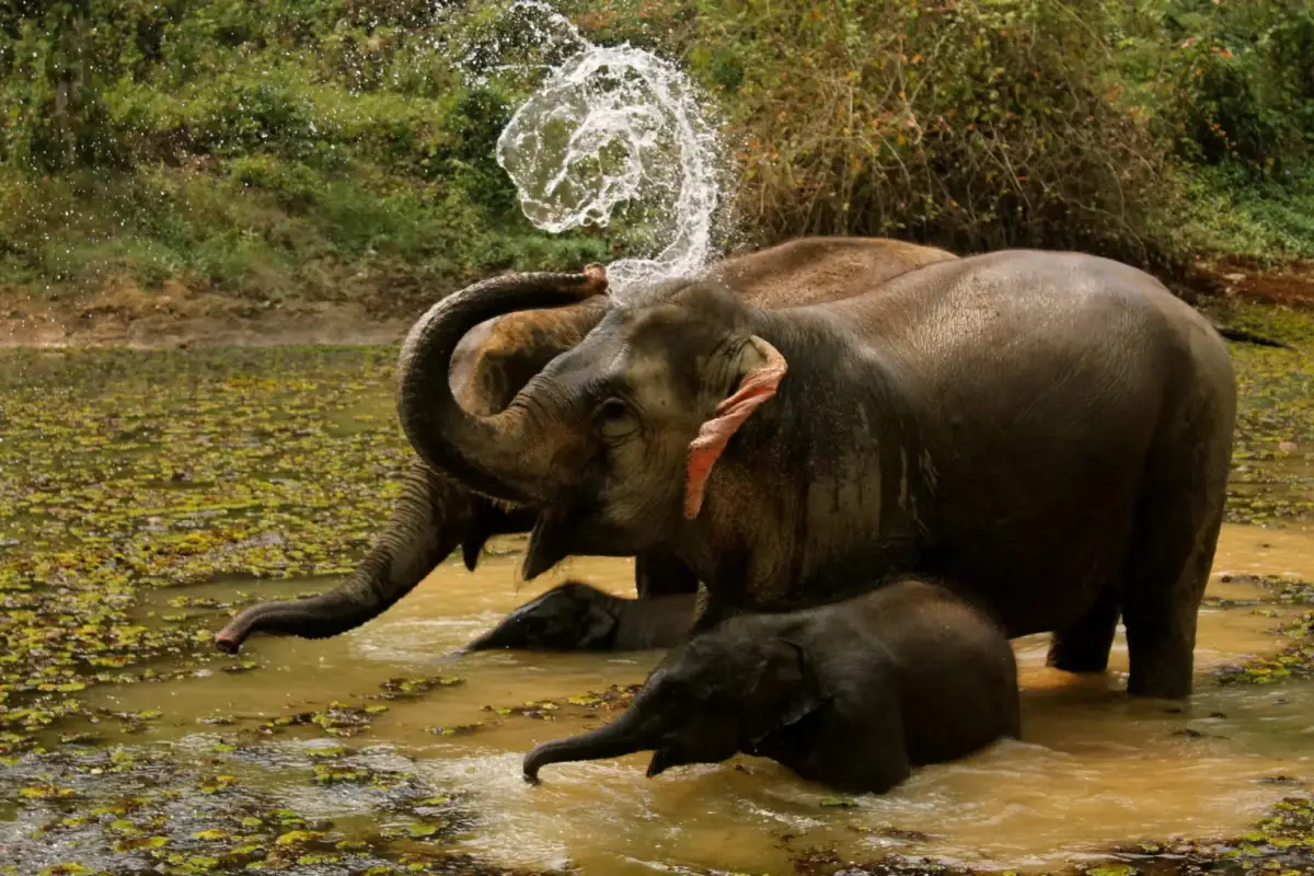 Elephant Conservation Center (ECC)