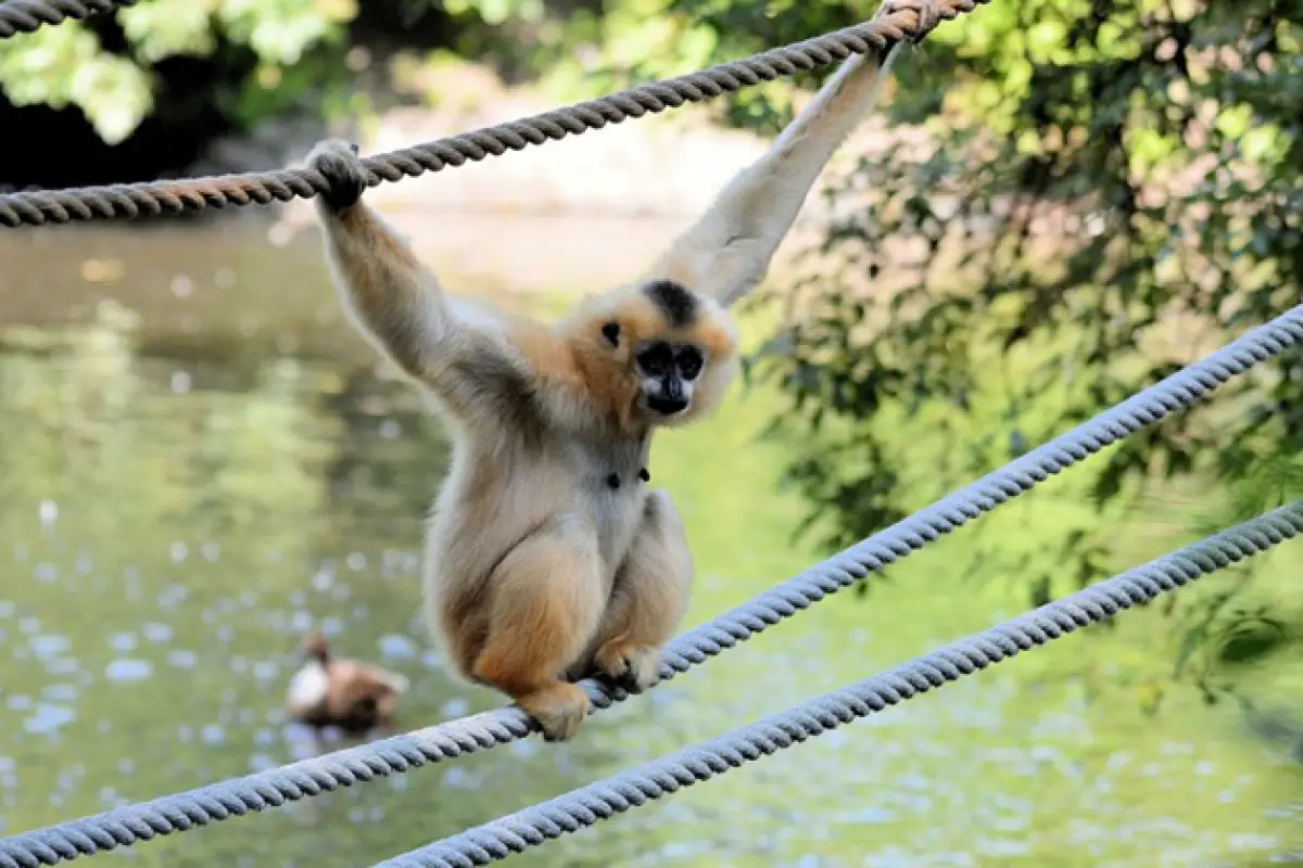 The Gibbon Experience