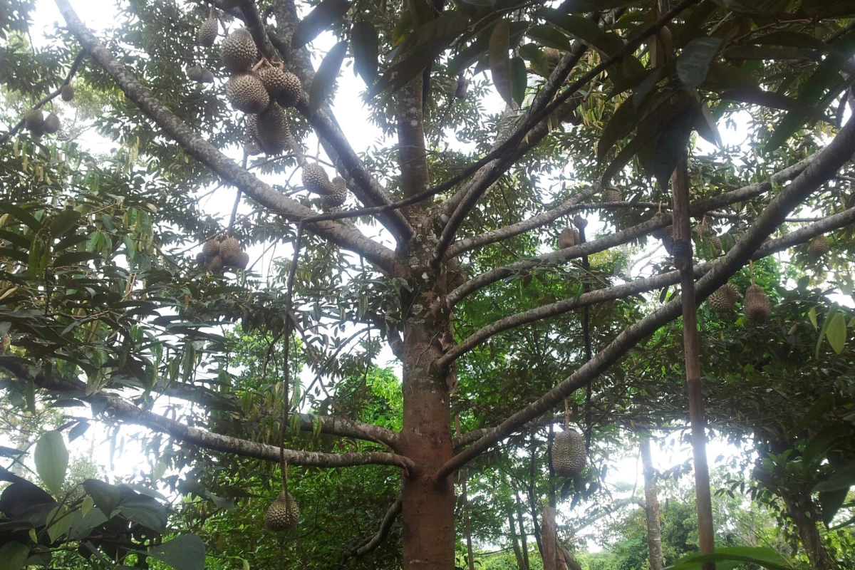 Paksong Durian Paksong Durian