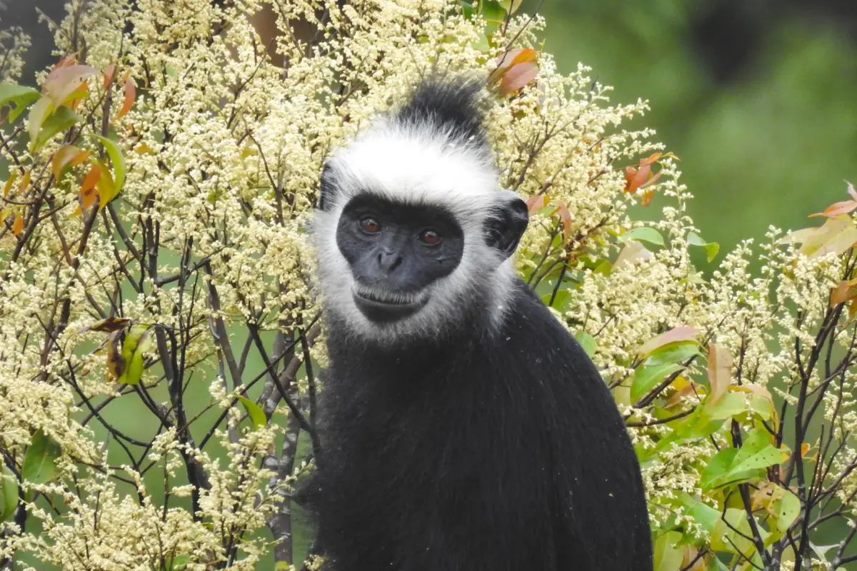 จุดชมวิวหินที่ภูผาม่าน