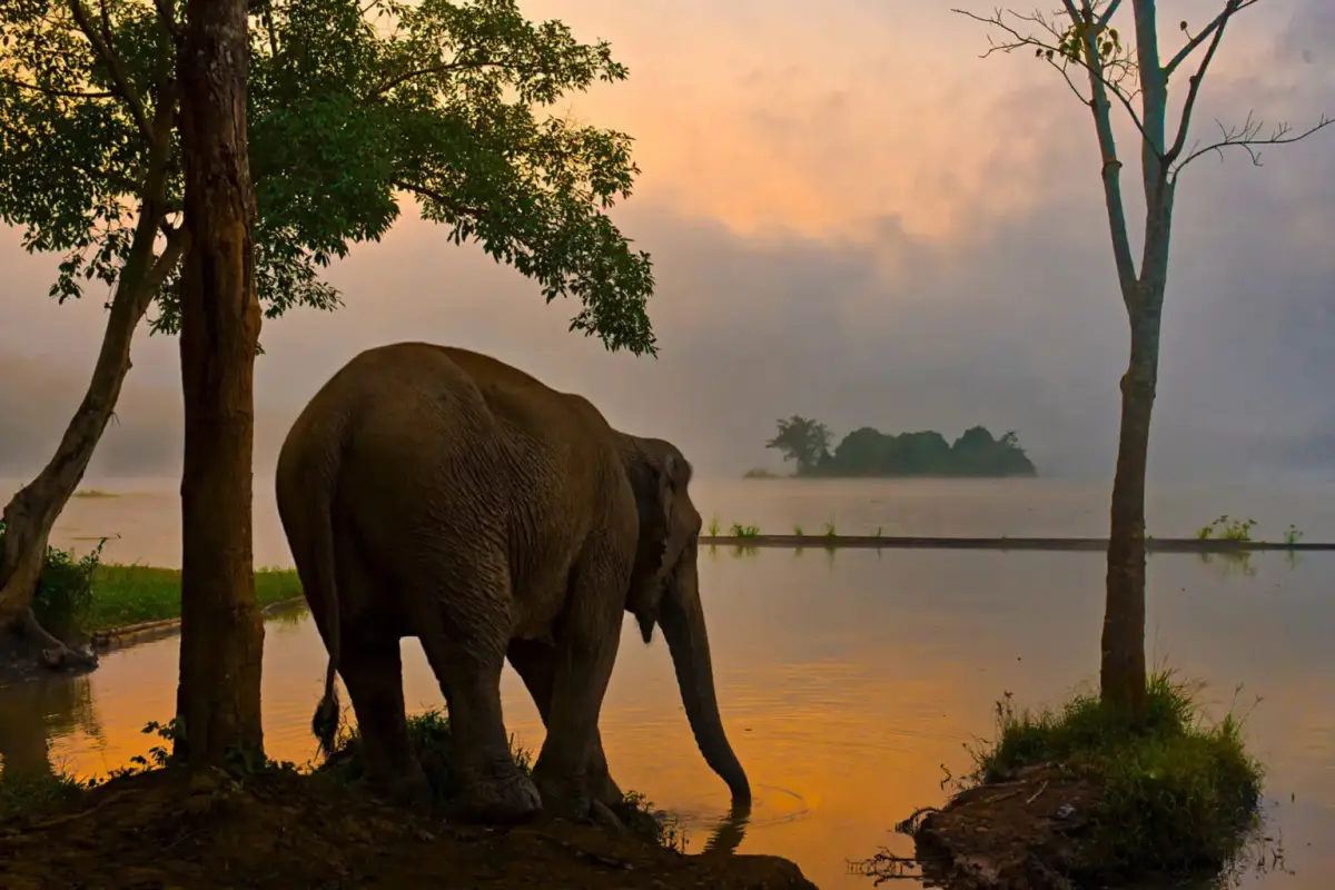 Elephant Conservation Center (ECC)