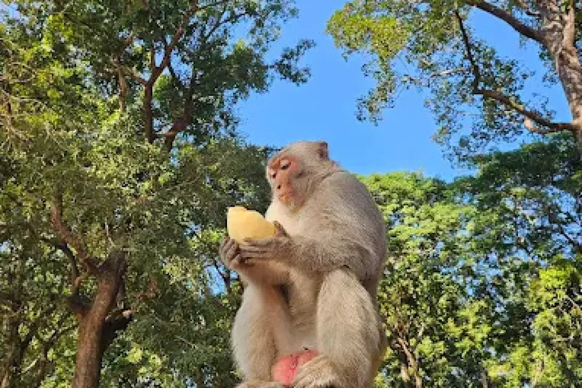 Monkey Forest