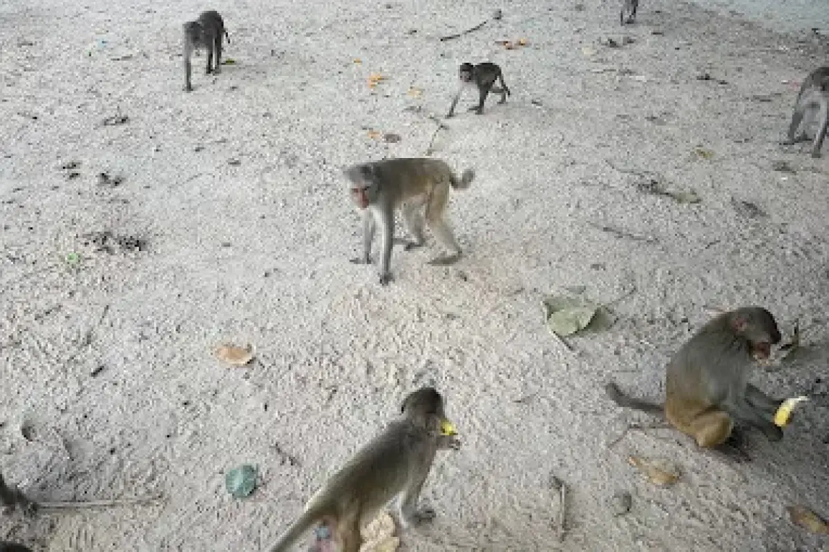 Monkey Forest