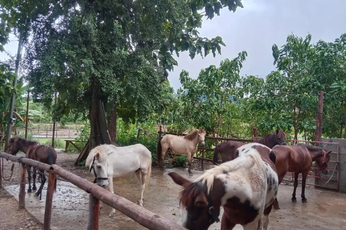 Pony Ride Experience in Luang Prabang
