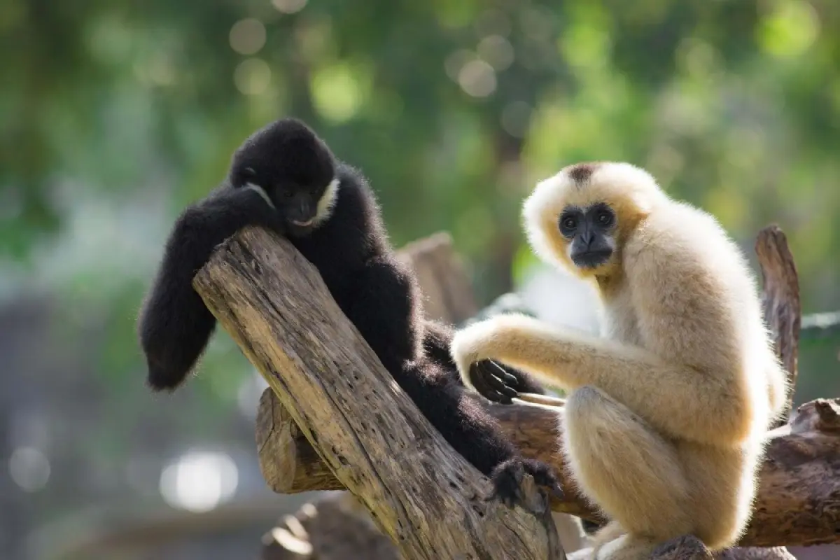 The Gibbon Experience