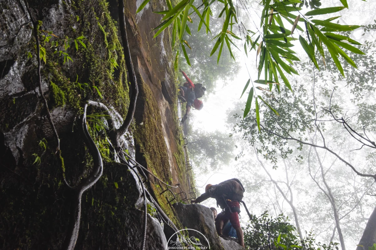 Tree Top Explorer Tree Top Explorer