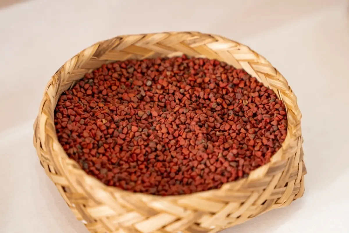 Mulberries Organic Silk Farm