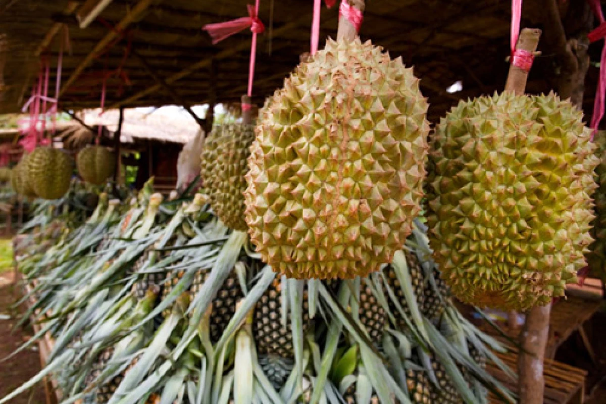 Paksong Durian Paksong Durian
