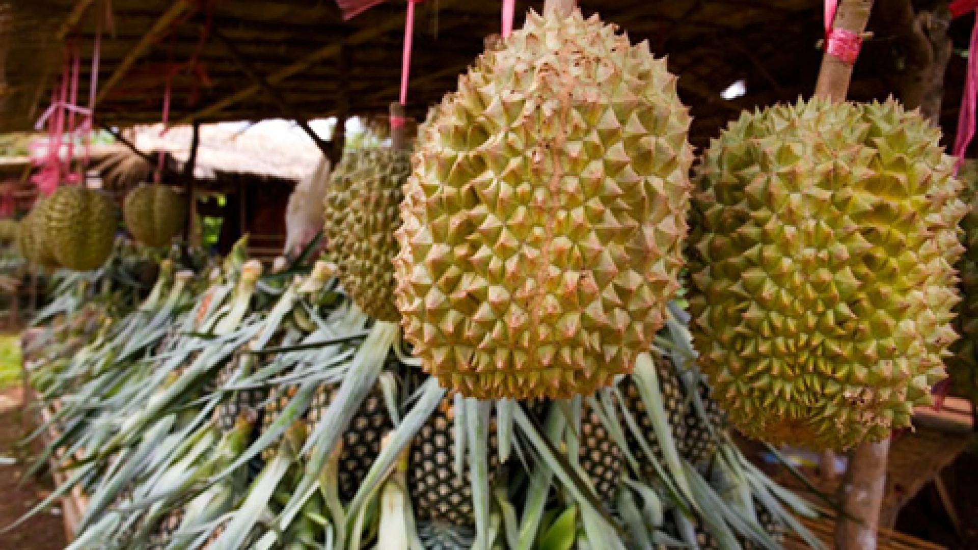 Durian on sale in Paksong, Laos