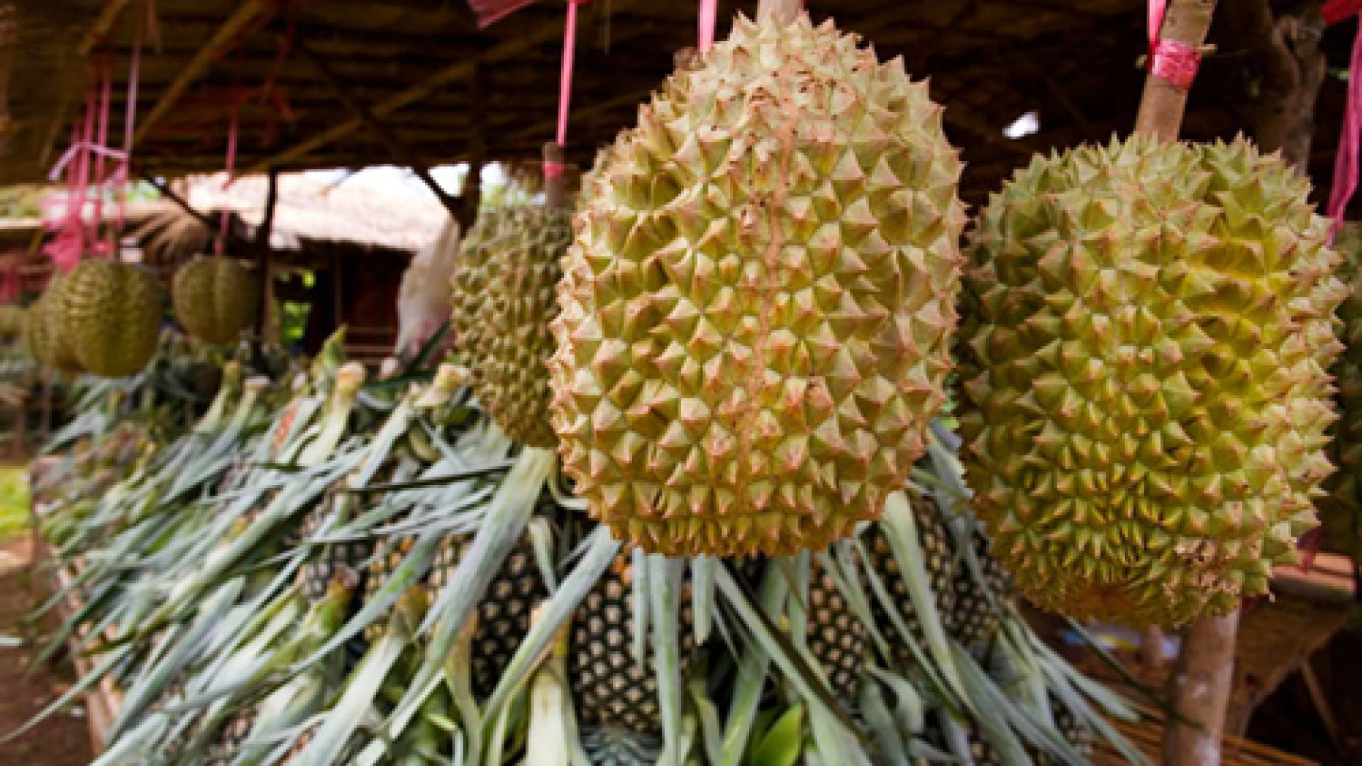 Paksong Durian