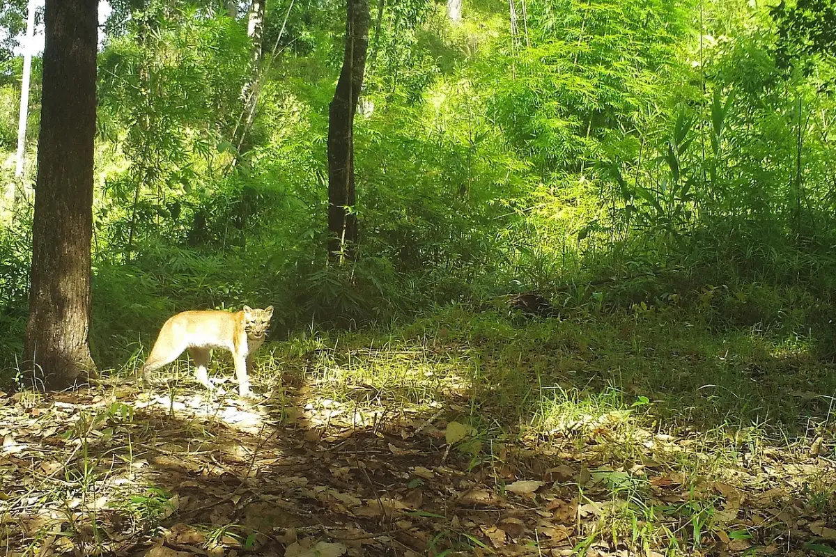 Nam Phouy National Biodiversity Conservation Area