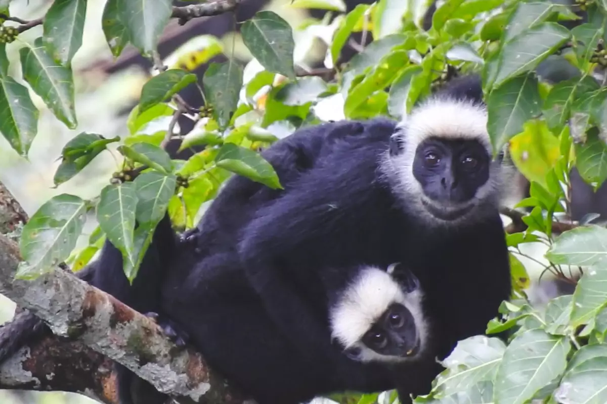 จุดชมวิวหินที่ภูผาม่าน