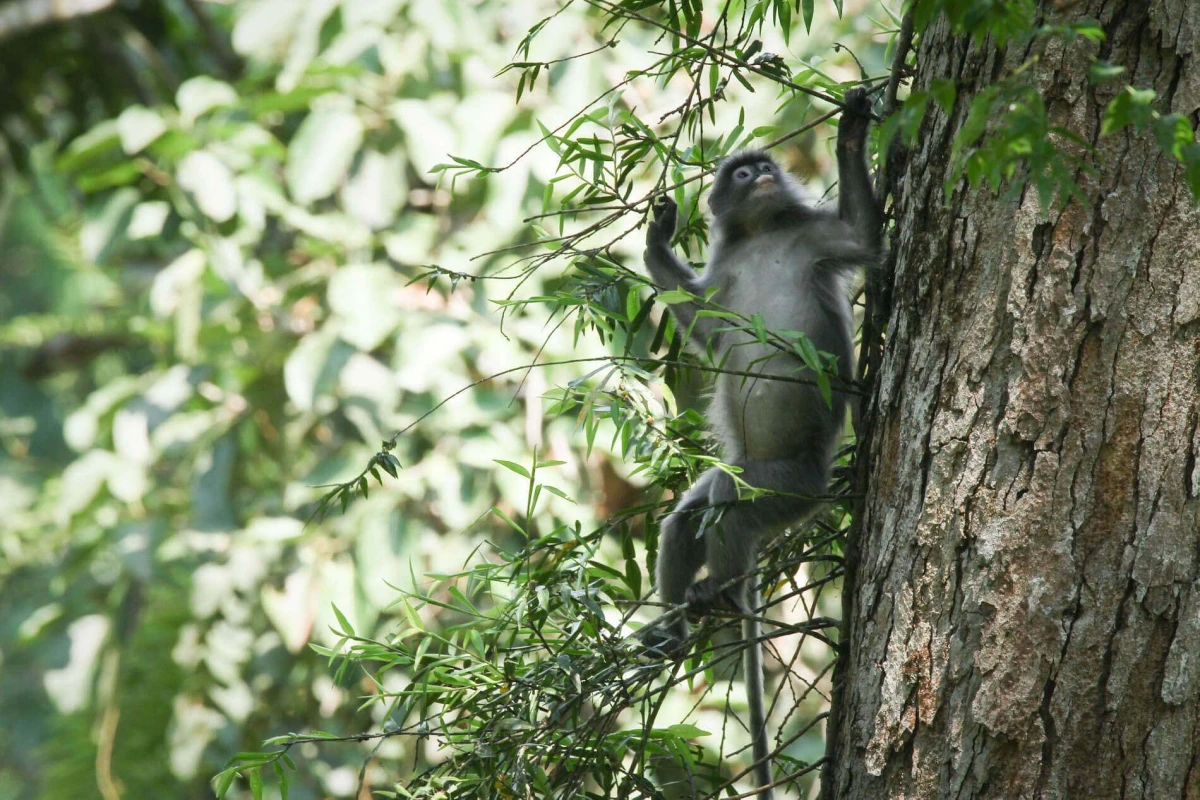 Wildlife in Bokeo at the gibbonexperience