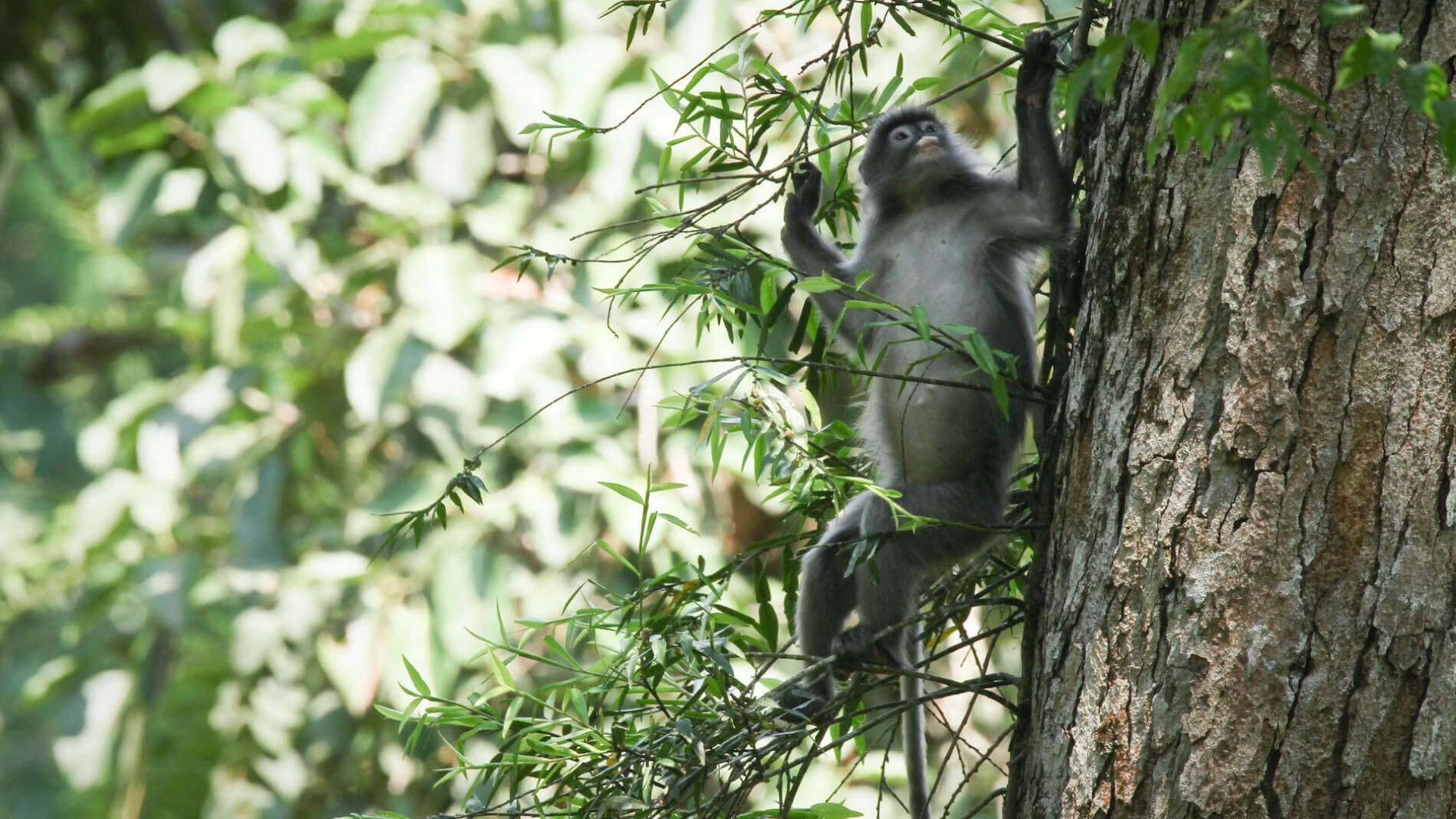 Wildlife in Bokeo at the gibbonexperience