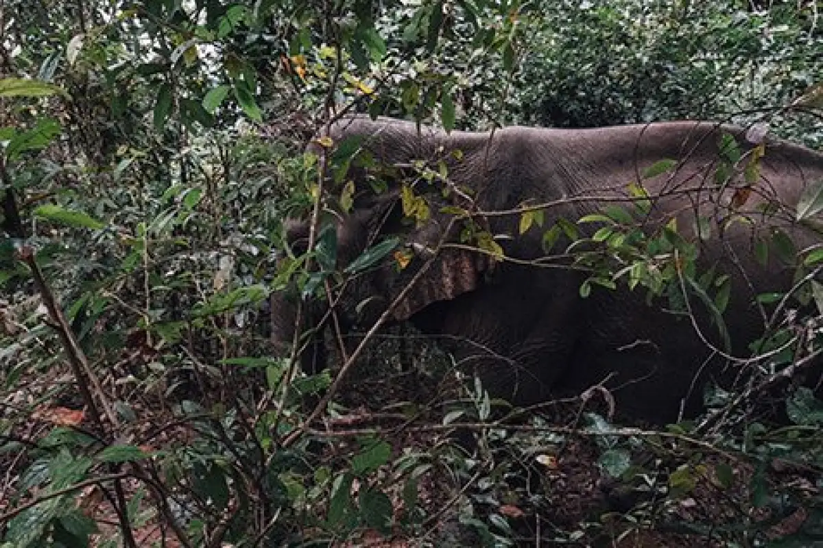 Nam Phouy National Biodiversity Conservation Area