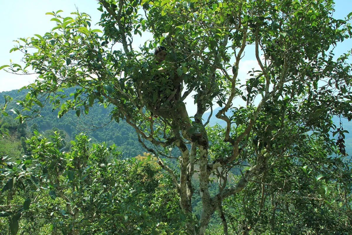 ไร่ชาอายุ 400 ปี